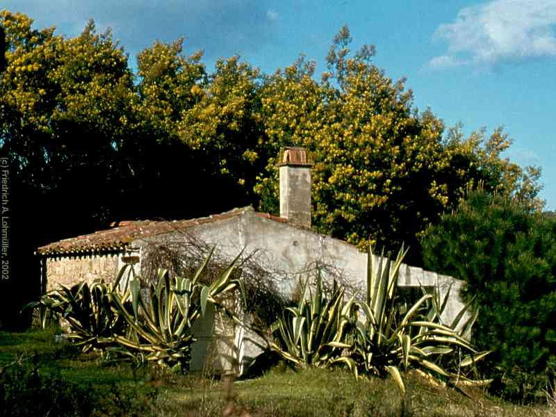 Agave americana var. marginata L.