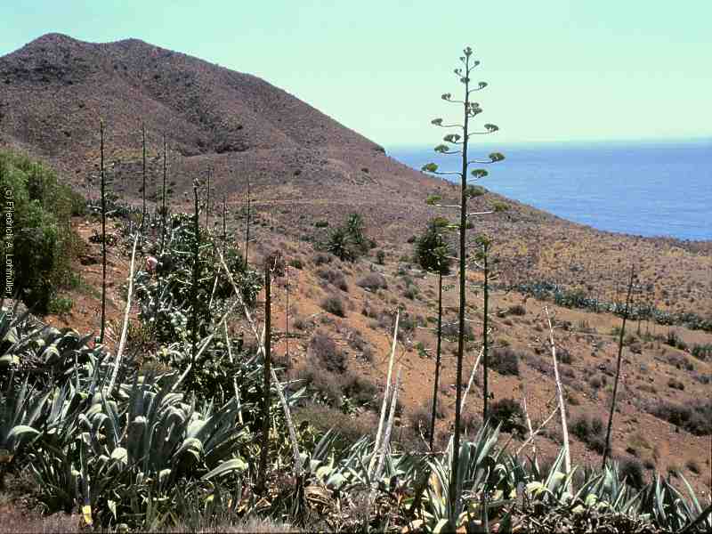 Agave ameriacana L.