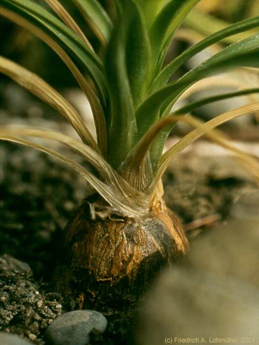 Nolina recurvata, Beaucarnea recurvata