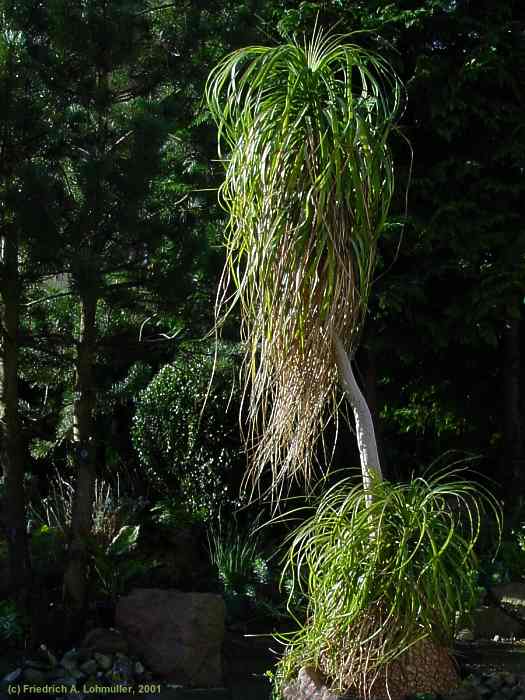 Nolina recurvata, Beaucarnea recurvata