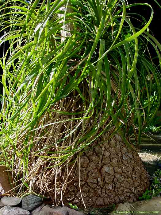 Nolina recurvata, Beaucarnea recurvata