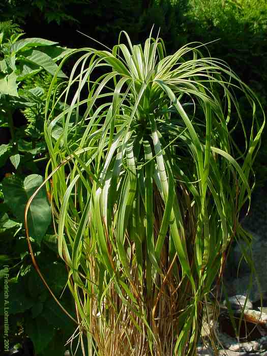 Nolina recurvata, Beaucarnea recurvata