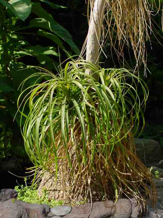 Nolina recurvata, Beaucarnea recurvata