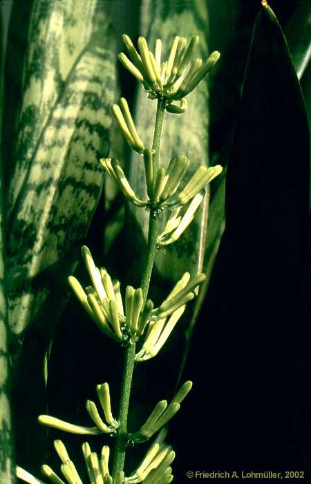 Sansevieria trifasciata