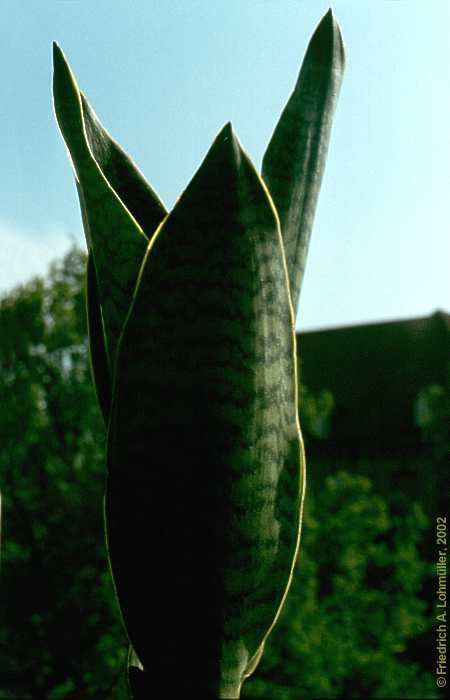 Sansevieria