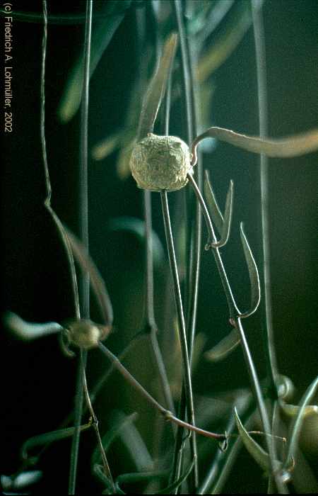 Ceropegia woodii SCHLTR. ssp. debilis