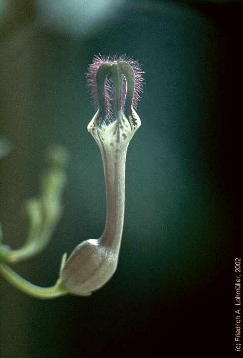 Ceropegia woodii SCHLTR. ssp. debilis