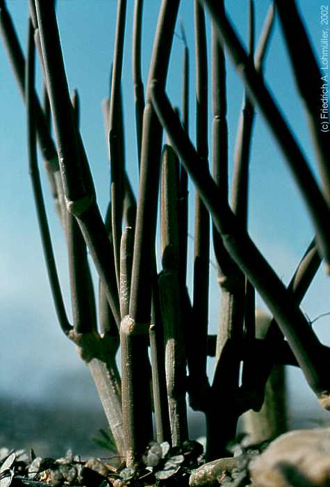 Ceropegia fusca C.BOLLE