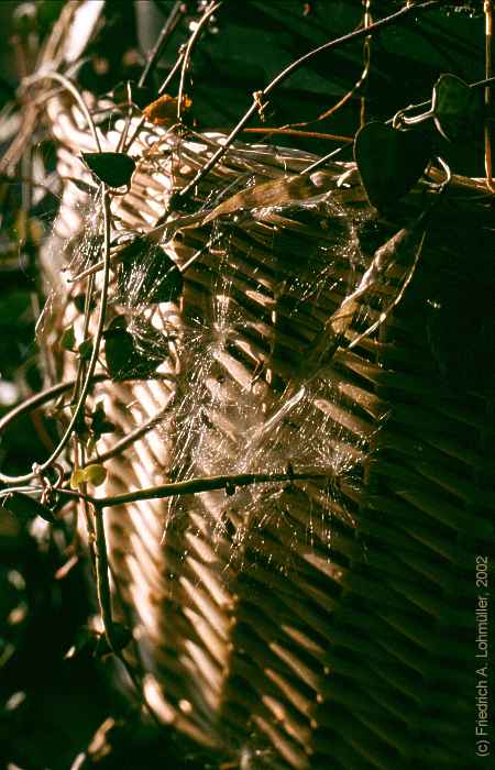 Ceropegia woodii SCHLTR. ssp. woodii