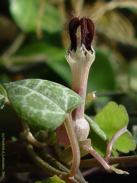 Ceropegia woodii SCHLTR. ssp. woodii