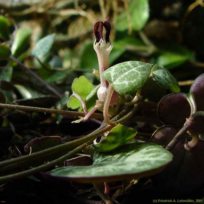 Ceropegia woodii SCHLTR. ssp. woodii