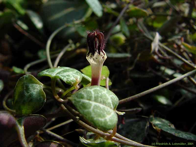 Ceropegia woodii SCHLTR. ssp. woodii