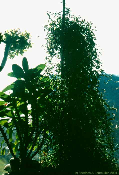 Ceropegia africana ssp. africana