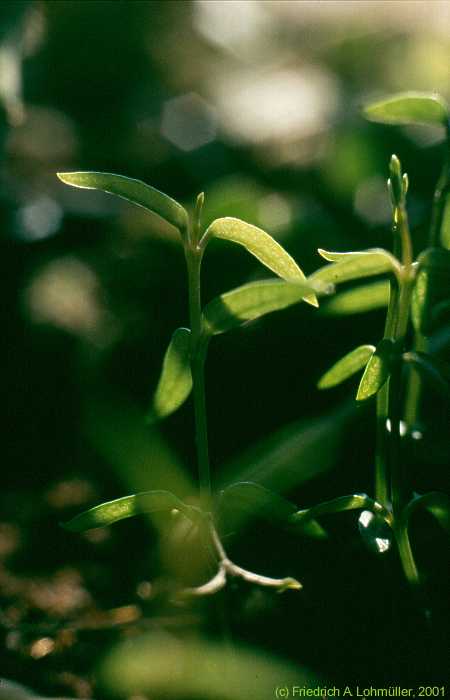 Ceropegia africana ssp. africana