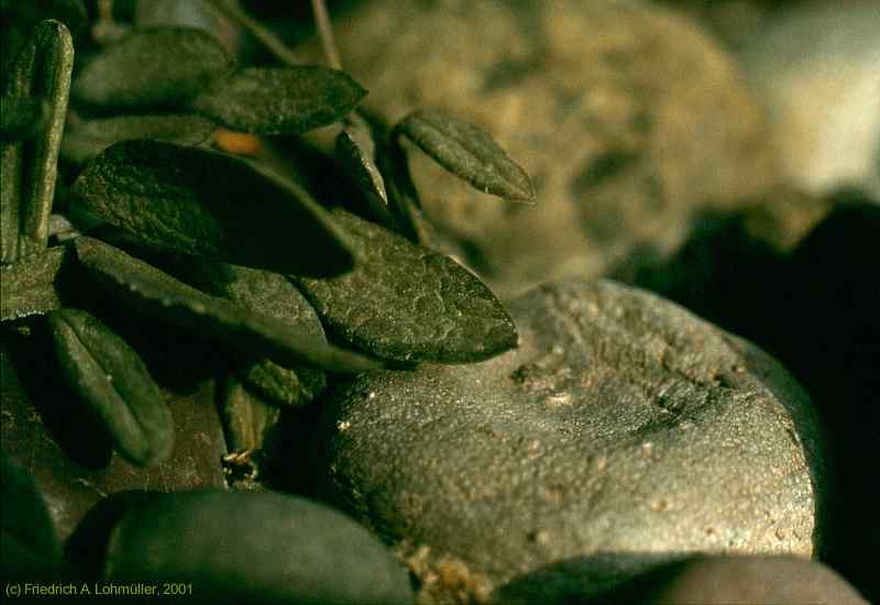 Ceropegia africana ssp. africana