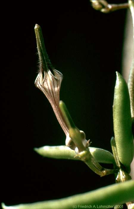 Ceropegia africana ssp. africana