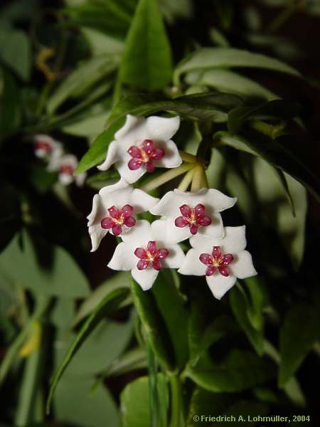 Hoya bella