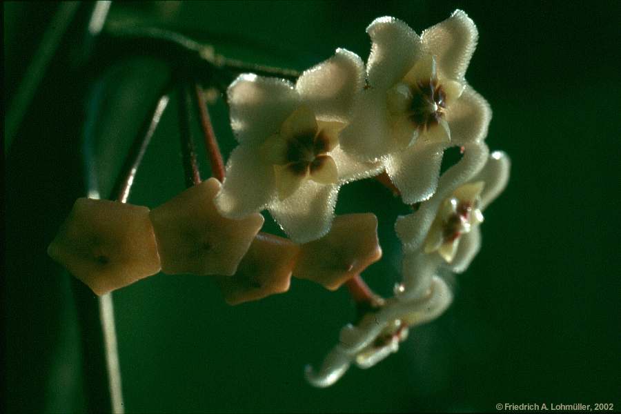 Hoya carnosa