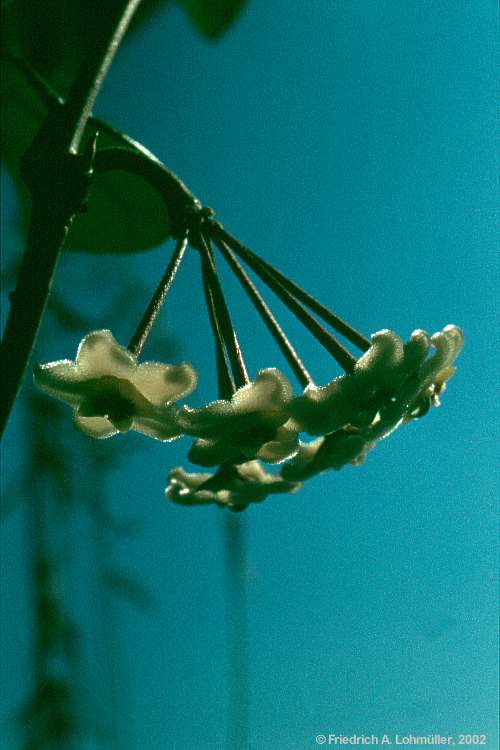 Hoya carnosa