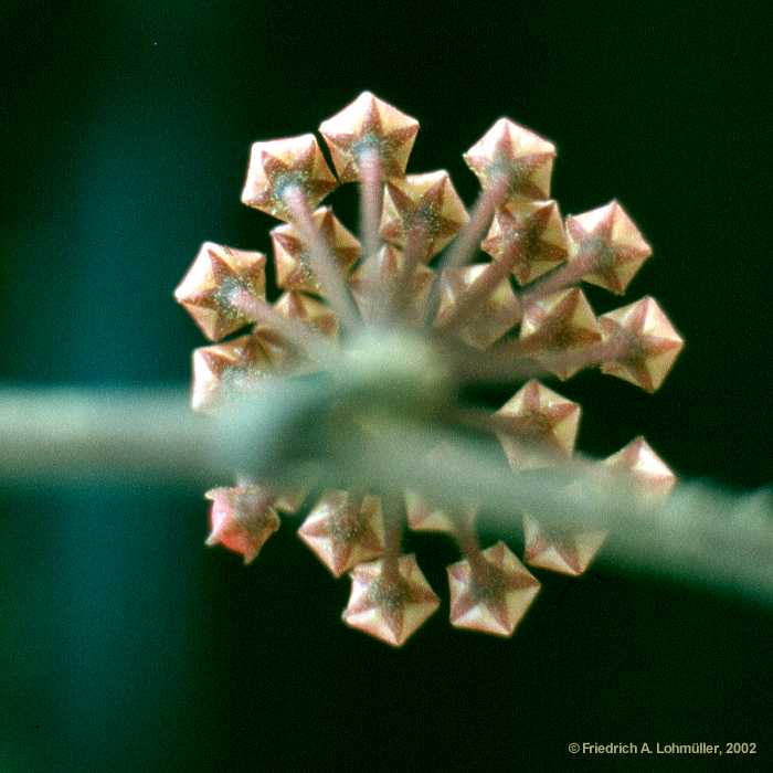 Hoya carnosa