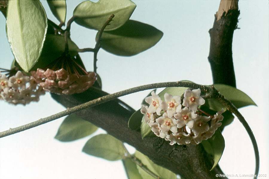 Hoya carnosa