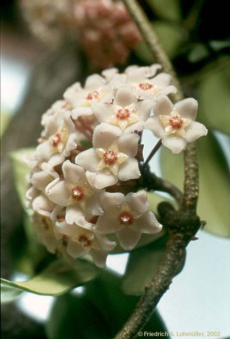 Hoya carnosa