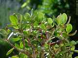 Crassula portulacea