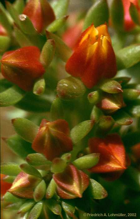 Echeveria gibbiflora D.C.