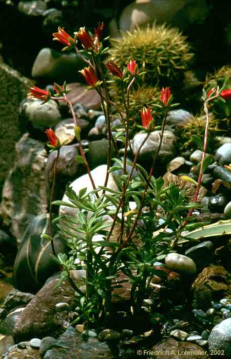 Echeveria harmsii