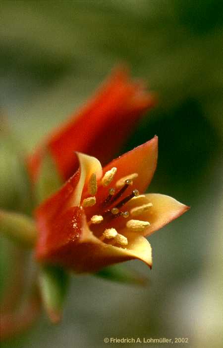 Echeveria harmsii