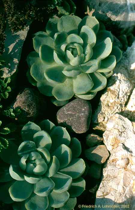 Echeveria elegans ROSE