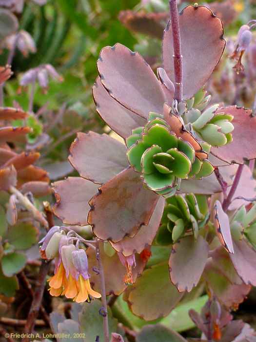 Kalanchoe, Bryophyllum fedschenkoi