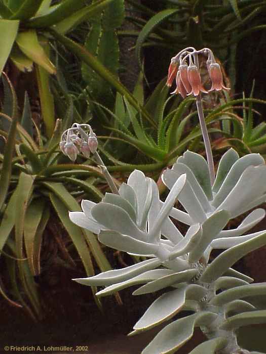 Kalanchoe species