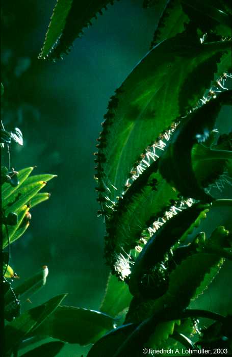 Kalanchoe, Bryophyllum daigremontianum