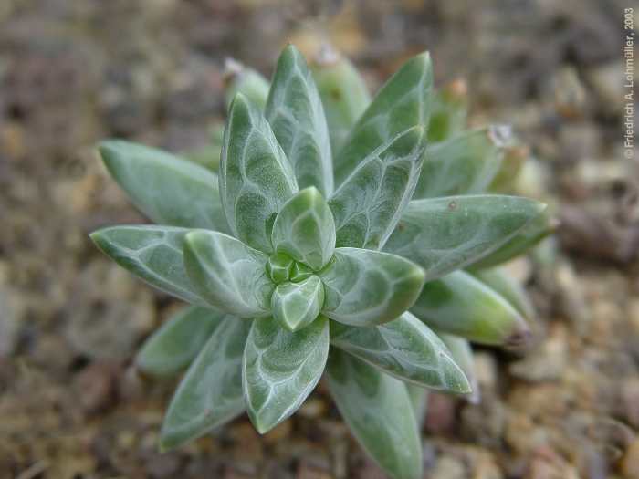 Pachyphytum brevifolium ROSE