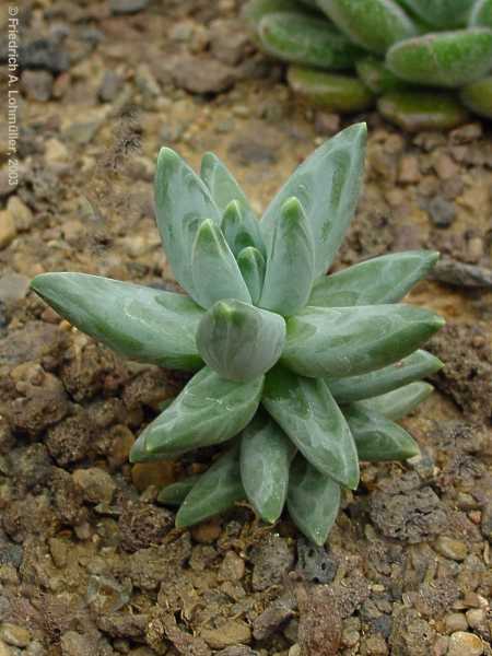 Pachyphytum brevifolium ROSE