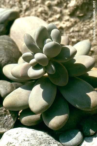 Pachyphytum oviferum J.A.PURP.