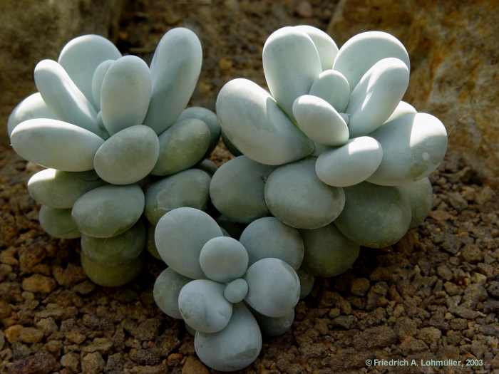 Pachyphytum oviferum J.A.PURP.