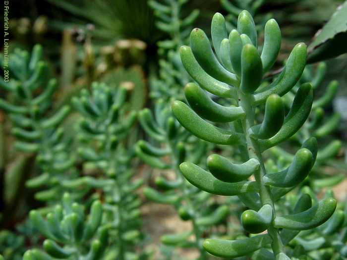 Sedum pachyphyllum ROSE