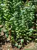 Sedum treleasei ROSE