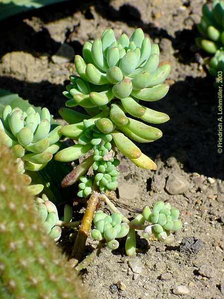 Sedum pachyphyllum ROSE