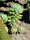 Sedum pachyphyllum ROSE