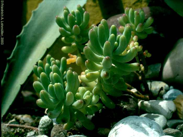 Sedum pachyphyllum ROSE