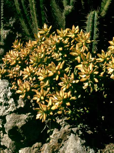 Sedum nussbaumeriana RITTER