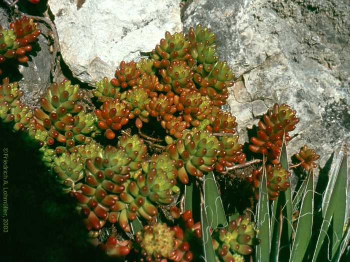 Sedum rubrotinctum R.T.CLAUSEN