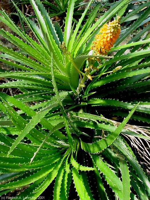 Dyckia frigida HOOK.