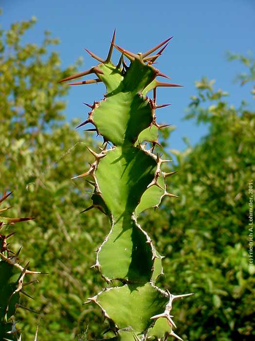 Euphorbia grandicornis GOEBEL