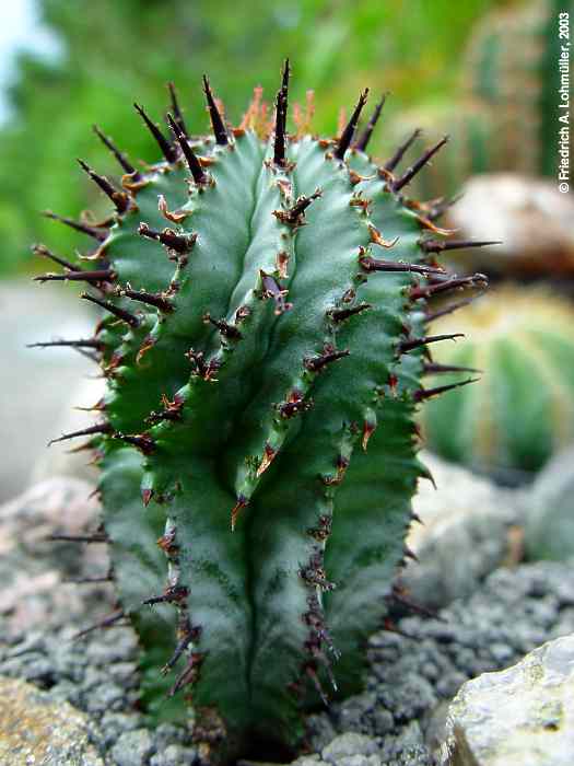 Euphorbia cereiformis L.