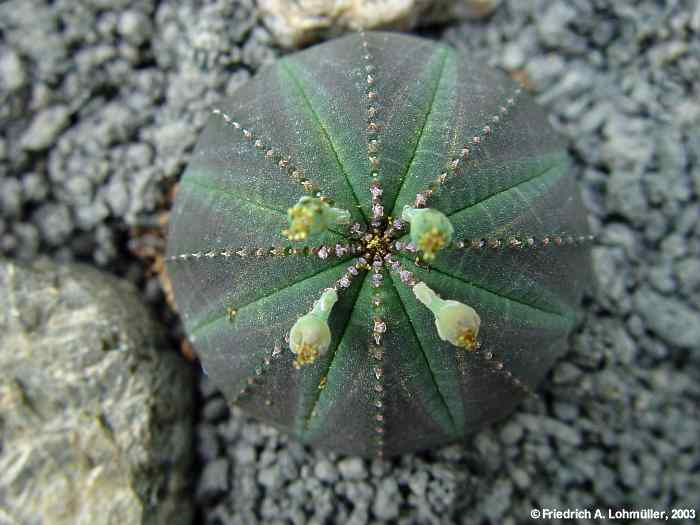 Euphorbia obesa HOOK.f.