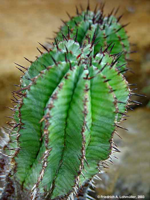 Euphorbia polygona HAW.